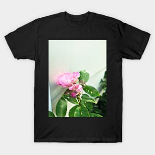 Waiting Rose T-Shirt